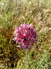 Allium ampeloprasum