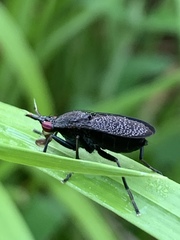 Coremacera marginata