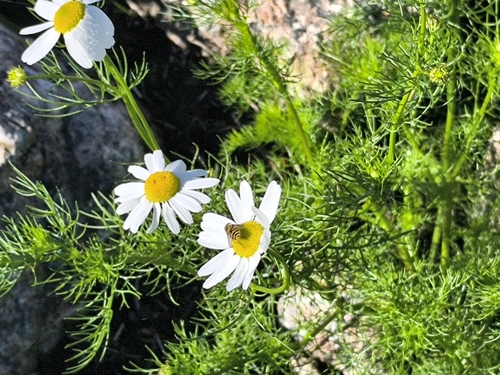 scentless mayweed