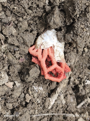 red-cage fungus