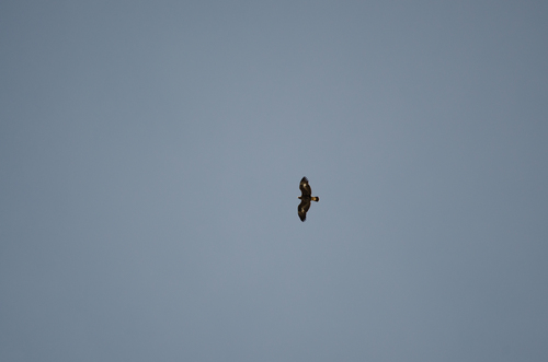 Golden Eagle