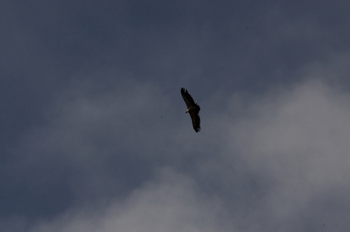 Eurasian Griffon