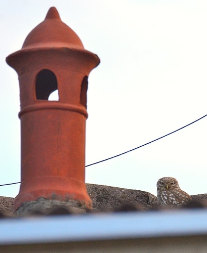 Little Owl