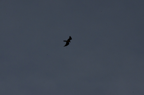 Bearded Vulture