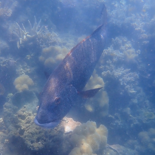 Plectorhinchus albovittatus observed 2026-09-08