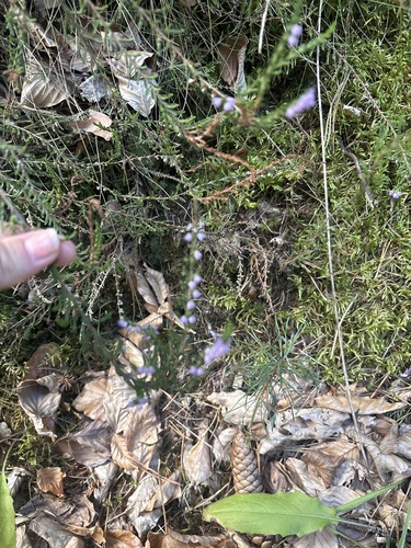 common heather