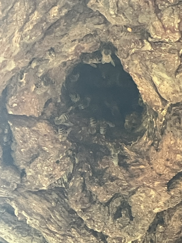 Western Honey Bee