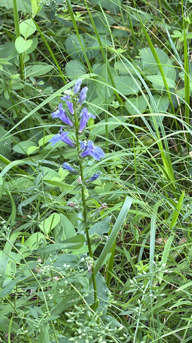 great blue lobelia