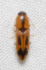 Aeolus scutellatus