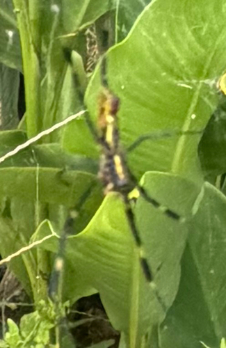 Joro Spider