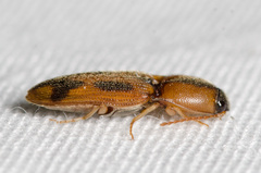Aeolus scutellatus
