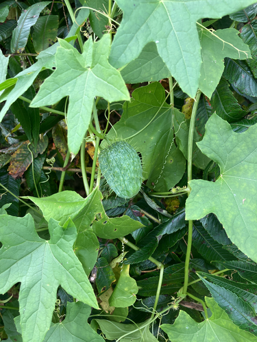 prickly cucumber