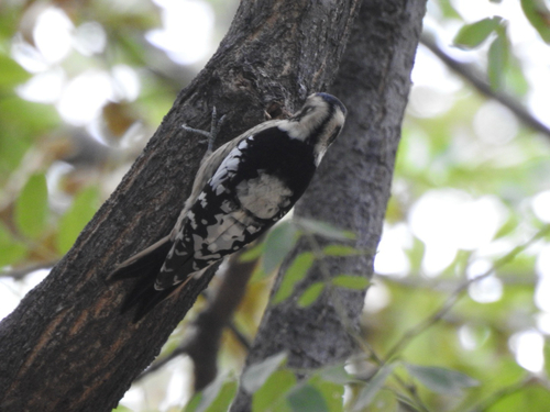 Gray-capped Pygmy Woodpecker