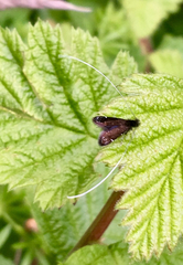 Adela septentrionella