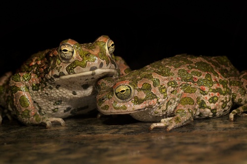 Green Toad