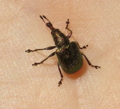 Rhynchites auratus