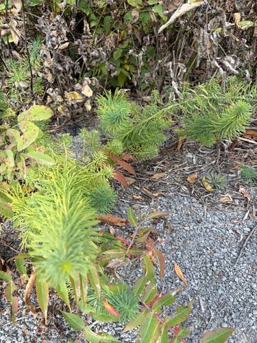 Euphorbia cyparissias observed 2026-09-21