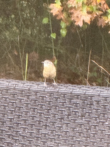 Carolina Wren