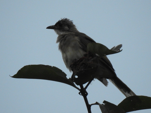 Light-vented Bulbul