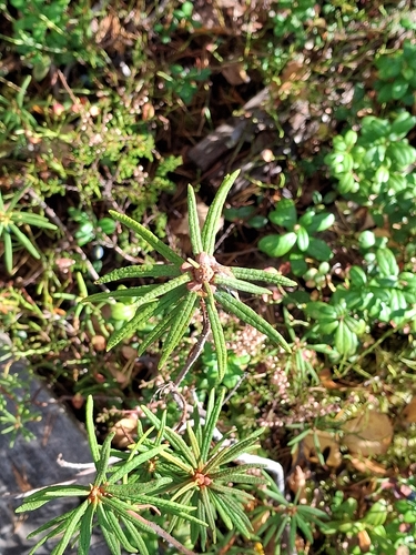 marsh Labrador tea