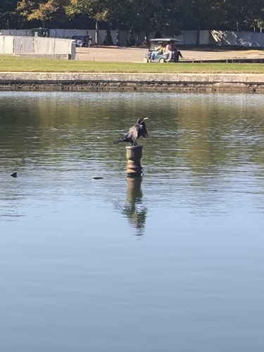 Great Cormorant