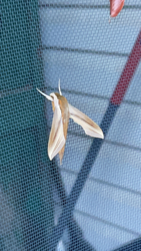 Tersa Sphinx