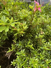 Rhododendron