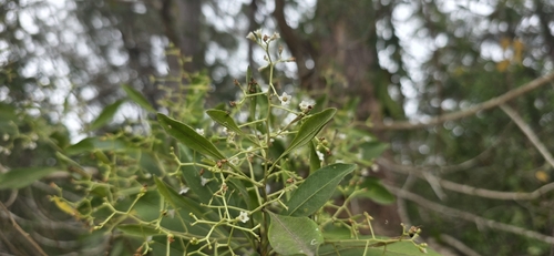 Duboisia myoporoides