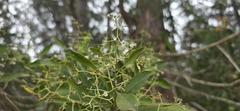 Duboisia myoporoides