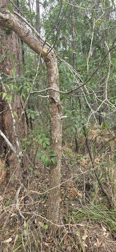 Duboisia myoporoides, photograph 1