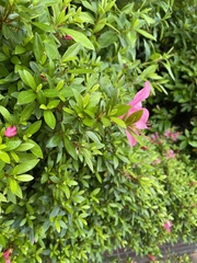 Rhododendron