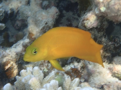 Pseudochromis fuscus observed 2026-09-17