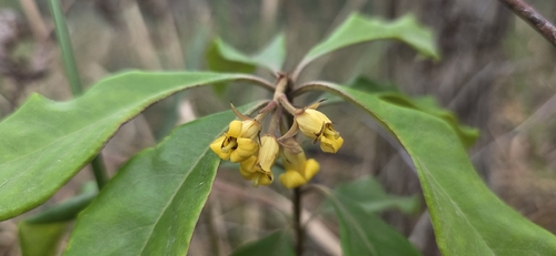 Pittosporum revolutum, photograph 1