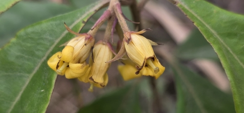 Pittosporum revolutum, photograph 2