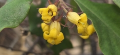 Pittosporum revolutum, photograph (c) Andrew Thornhill, some rights reserved (CC BY)