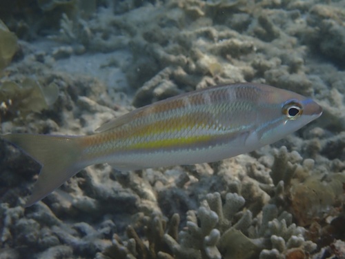 Pentapodus trivittatus observed 2026-09-17