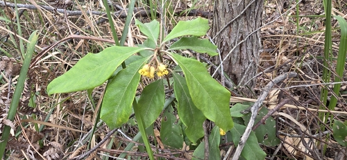 Pittosporum revolutum, photograph 4