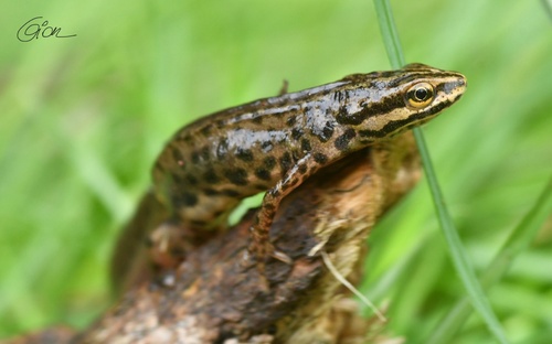 Smooth Newt