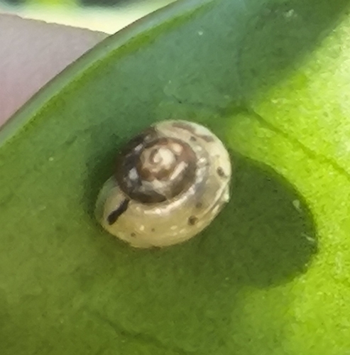 Girdled Snail