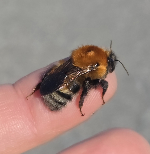 Schrenck's Bumble Bee