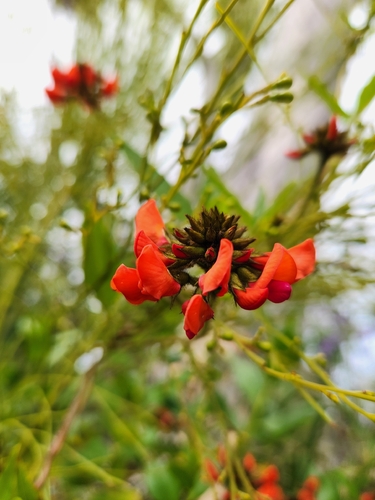 Coral Vine