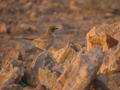 Red-rumped Wheatear