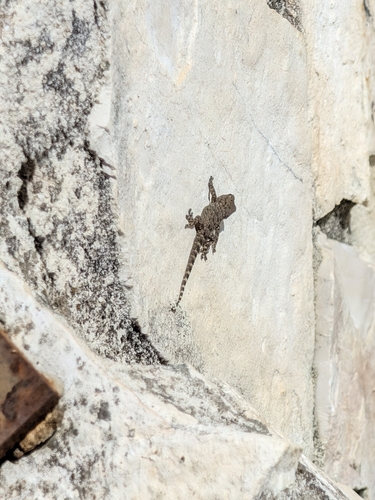Moorish Gecko