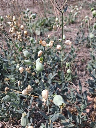 bladder campion