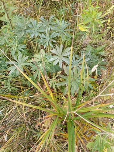 Large-leaved lupine