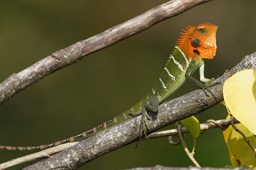 Common Green Forest Lizard