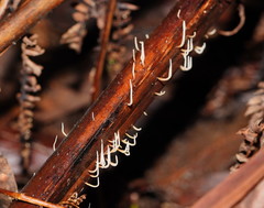 Pterulicium gracile