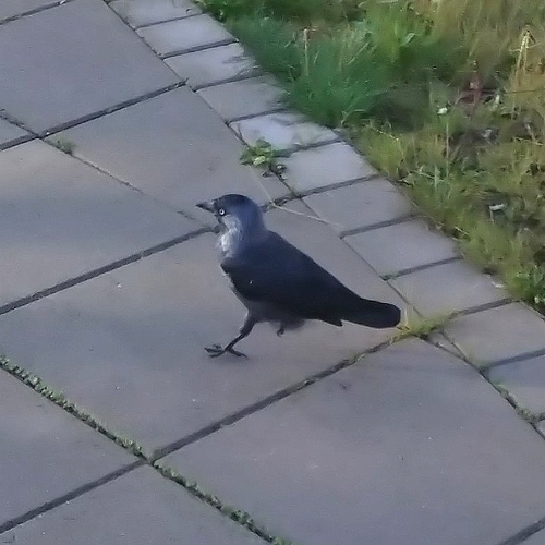 Eurasian Jackdaw
