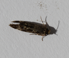 Triaxomera parasitella