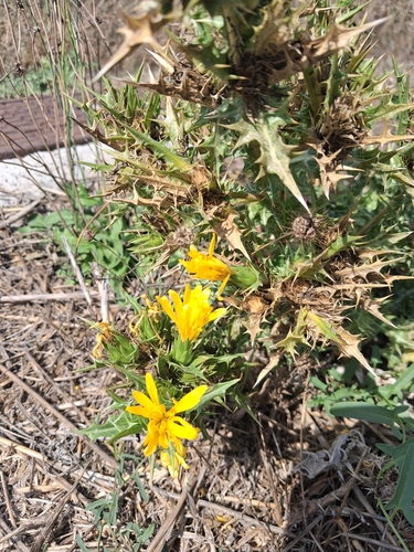 common golden thistle